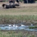 40 degrees celsius causes birds to fall from the sky many animals die 122010