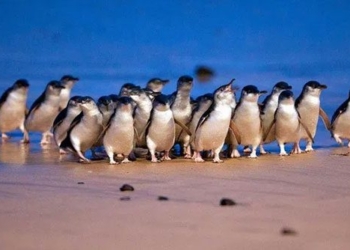 5 200 smallest birds in the world swaying on the beach during the record breaking journey 120565