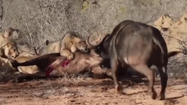 Upon discovering a fellow in distress, a buffalo rushed in to rescue.