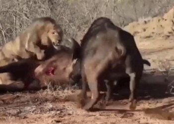 500 brothers wild buffaloes pull black to rescue lion species 118576