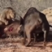 500 brothers wild buffaloes pull black to rescue lion species 118576