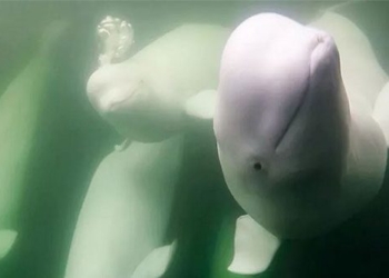 55 000 white whale migration to the coast of canada 121760