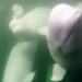 55 000 white whale migration to the coast of canada 121760