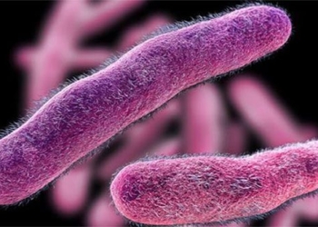 7 types of bacteria common causing poisoning 108042