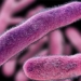 7 types of bacteria common causing poisoning 108042
