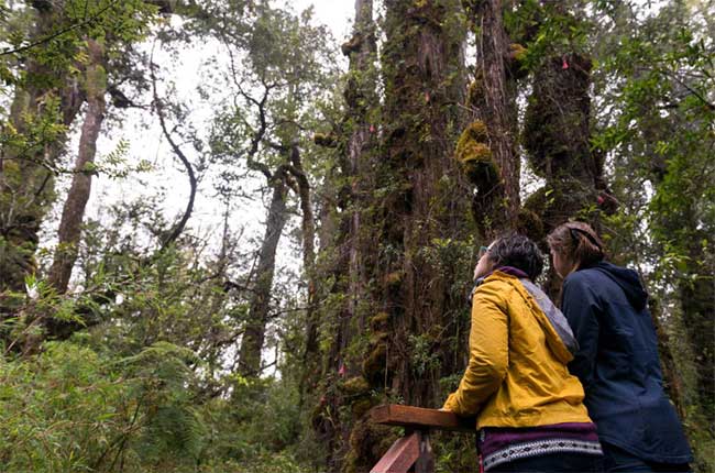 Visitors to Alerce Milenario