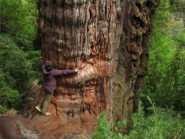 The diameter of Alerce Milenario is estimated to be over 4m