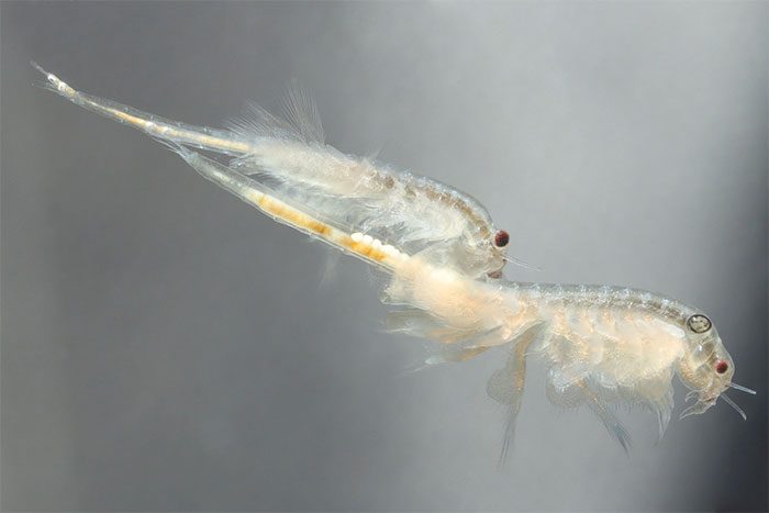 Females can produce eggs through mating or asexual reproduction.