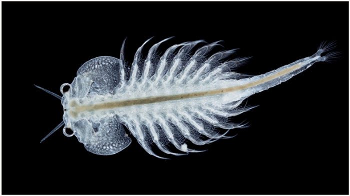 Artemia salina is a species of brine shrimp