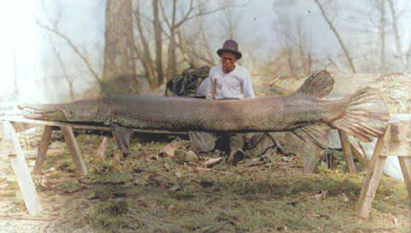 A modern Atractosteus species