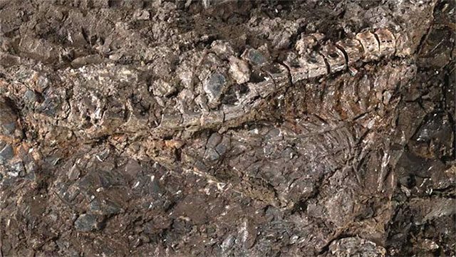 Super-monster Atractosteus grandei