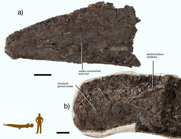 Specimen excavated alongside a size comparison image between it and a human