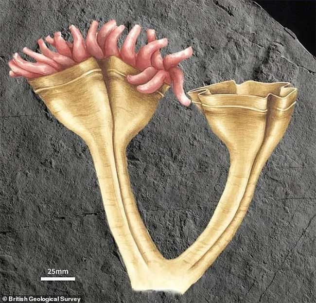 Fossil specimen as seen by an artist.