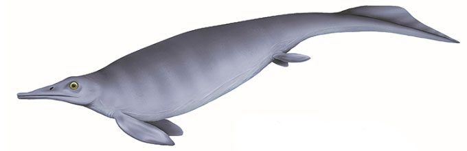 Simulation of the newly discovered Baisesaurus robustus in China.