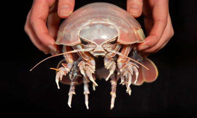Bathonymus yucatanensis 1