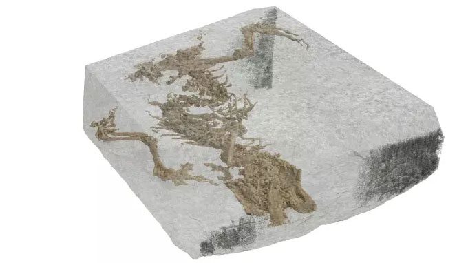 This remarkable fossil dates back to the Middle Jurassic, approximately 167 million years ago.
