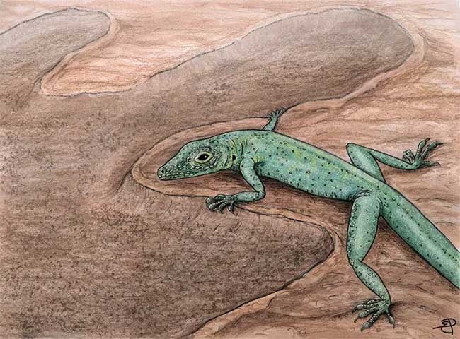 The discovered skeleton is of a species Bellairsia gracilis, also known as the scale-bone species.