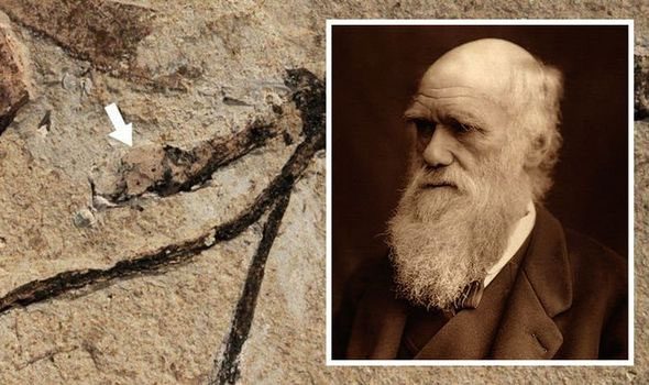 Charles Darwin was never able to decode this mystery.