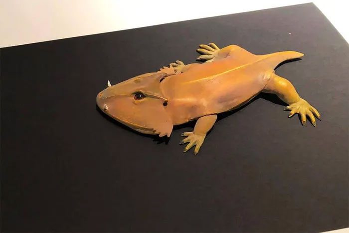 The general structure of this species significantly differs from any known insectivorous amphibians.