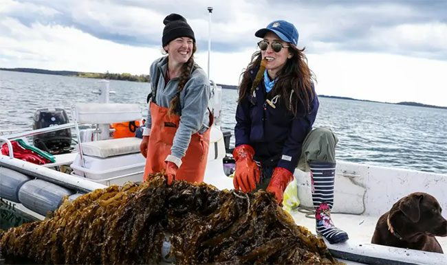 AKUA founder Courtney Boyd Myers (right) harvesting some kelp