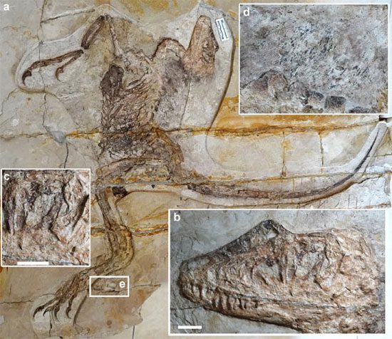 Recently excavated fossil