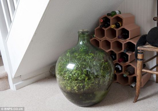 Latimer's miniature garden under the stairs near a window in his home.