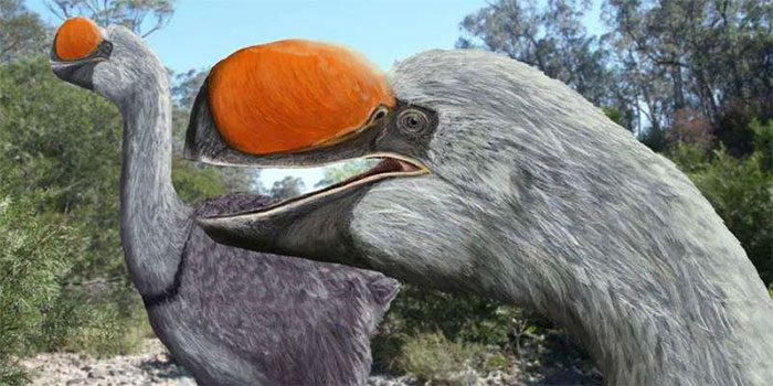 Demon Ducks of Doom