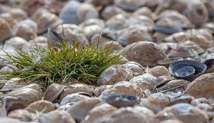 Deschampsia antarctica is still abundant on the Antarctic island