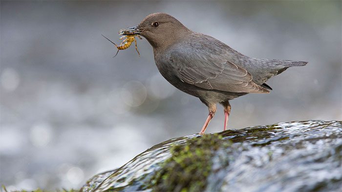 The Dipper's favorite food is Gammarus - a small crustacean