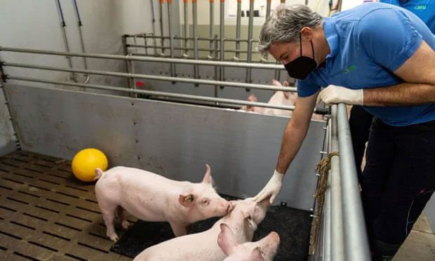 Mr. Eckhard Wolf with pigs at the Badersfeld research farm