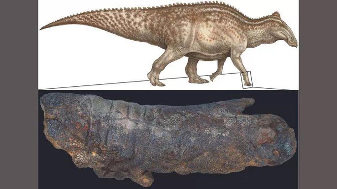 Famous dinosaur mummy (below) and a reconstruction of the whole animal