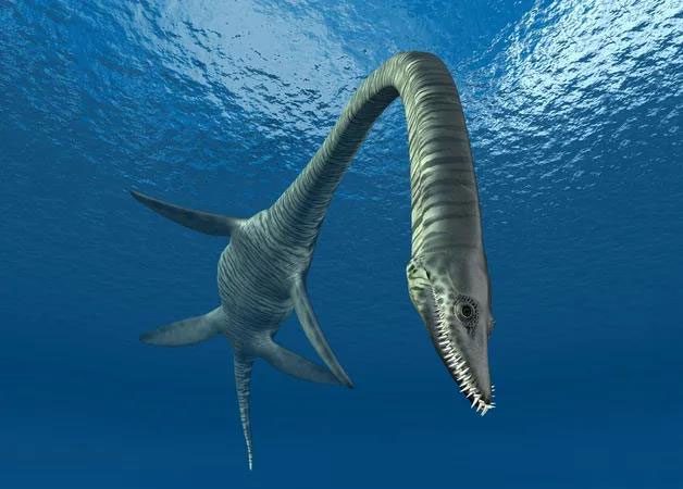 Portrait of the "perfectly shaped" plesiosaur Elasmosaurus