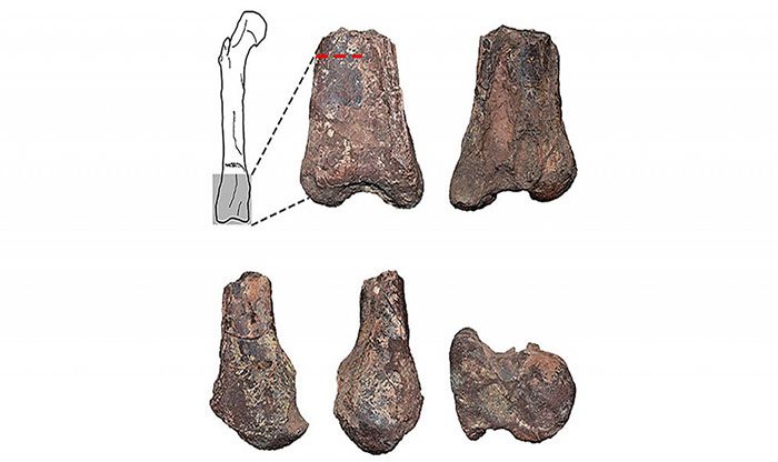 Fossil remains of the femur of Elemgasem nubilus.