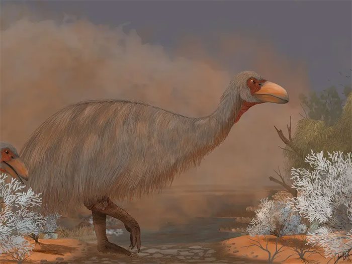 Genyornis newtoni