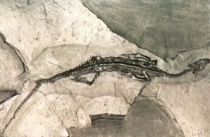 Honghesaurus longicaudalis 1