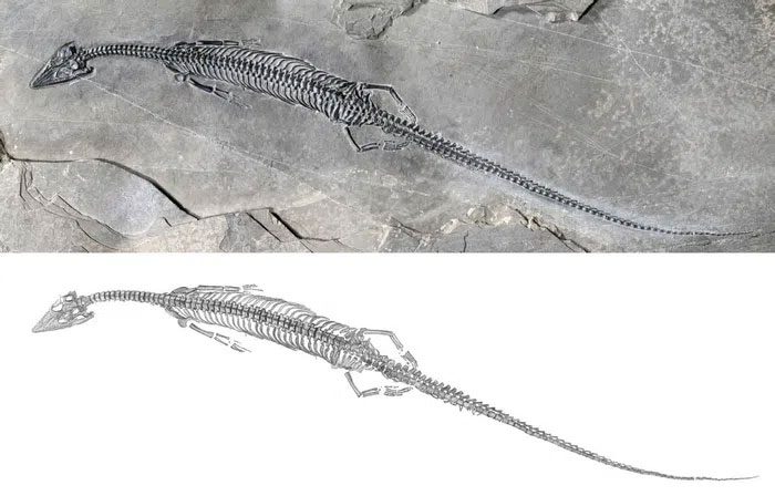 Honghesaurus longicaudalis