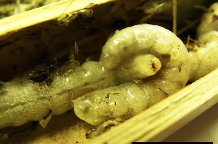 Isodontia harmandi larvae cannibalize each other to grow.