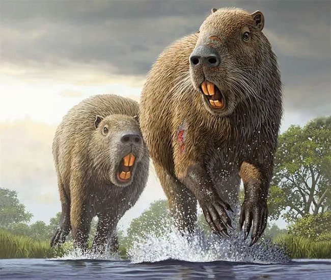 Reconstruction of the size of the prehistoric rodent Josephoartigasia monesi.