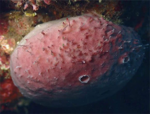 The sponge that housed the real-life King Ghidorahi monster