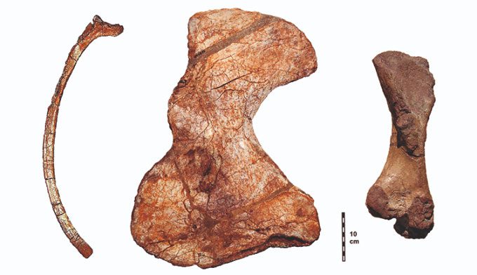 Ribs, scapula, and femur of Lalieudorhynchus gandi.