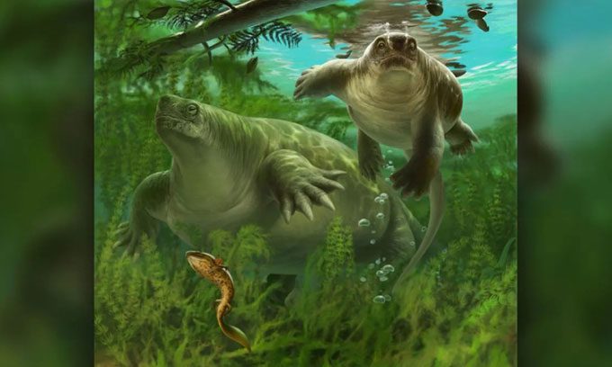 Reconstruction of the newly discovered species Lalieudorhynchus gandi.