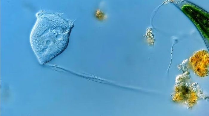 Legendrea loyezae belongs to the ciliates branch of Eukarya.