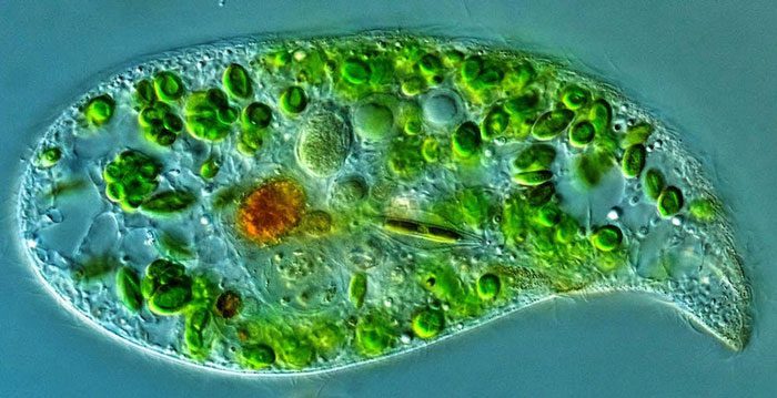 We cannot grow food without microorganisms.