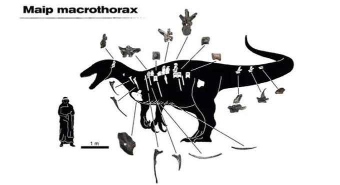 Remains of Maip macrothorax found in Argentina.