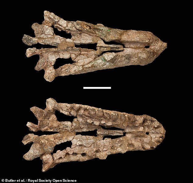 Giant fossilized skull
