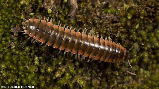 The millipede species Nannaria swiftae.