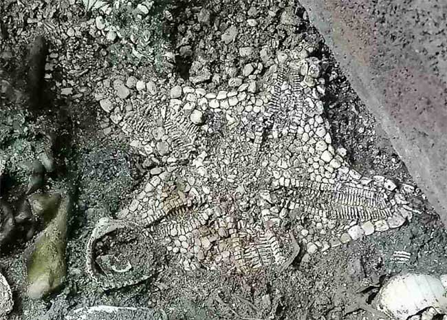 Starfish fossil.