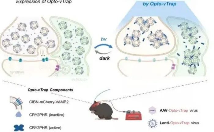 This method is called Opto-vTrap.