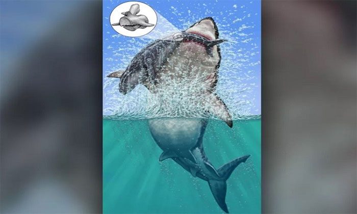Reconstruction of Otodus megalodon attacking a whale.