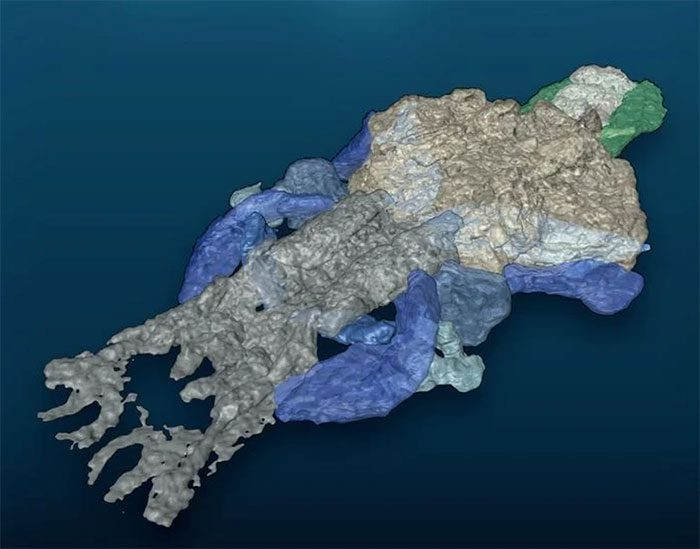 The recreated skull structure in a 3D image of Palaeospondylus.